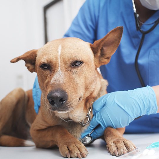 Rescue dog receiving care.