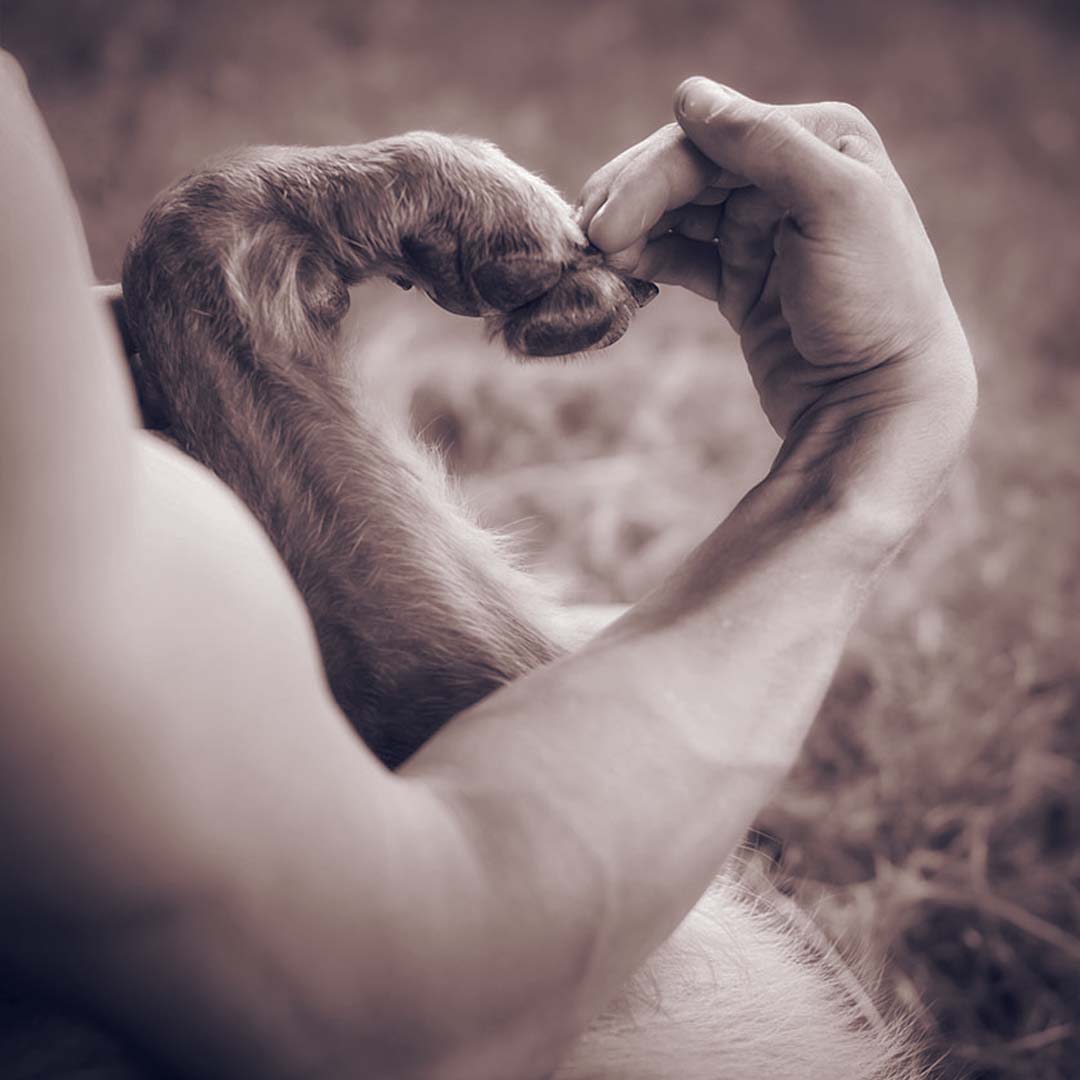 K9 Hand Paw Heart Shape K9 Hand Paw Heart Shape