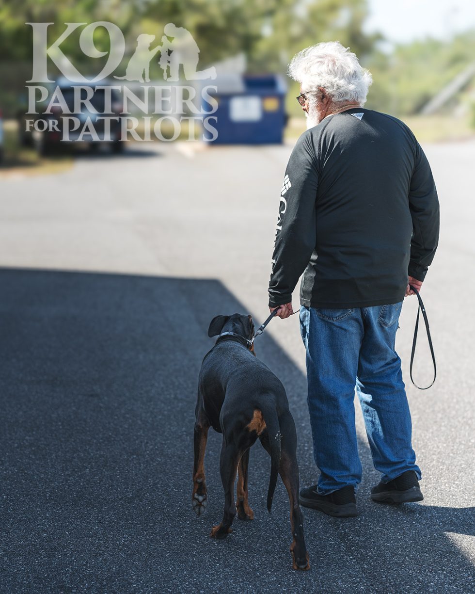 service-dogs-for-veterans-with-ptsd-k9-partners-for-patriots