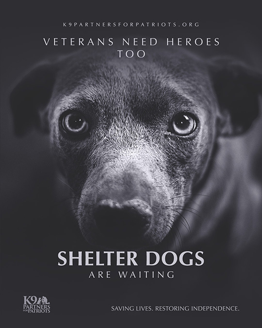 Veterans Need Heroes Too. Shelter Dogs are Waiting.