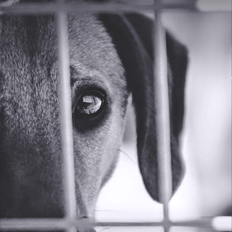 Rescue dog eyes through crate.