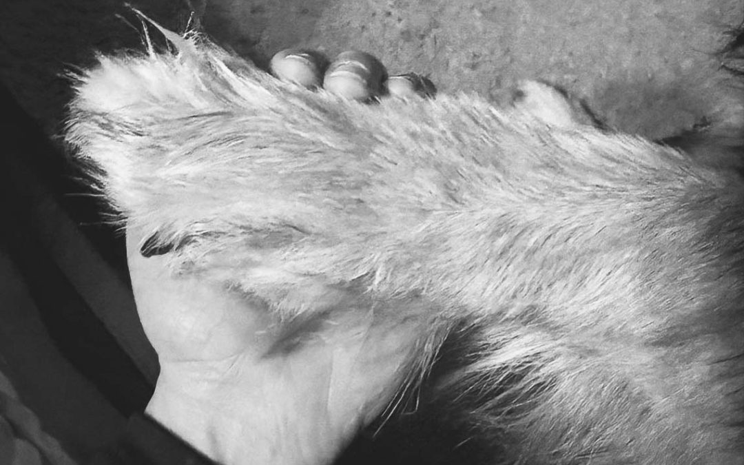 From Isolation to Independence, Army Veteran Holly Graham and Her Service Dog Benji