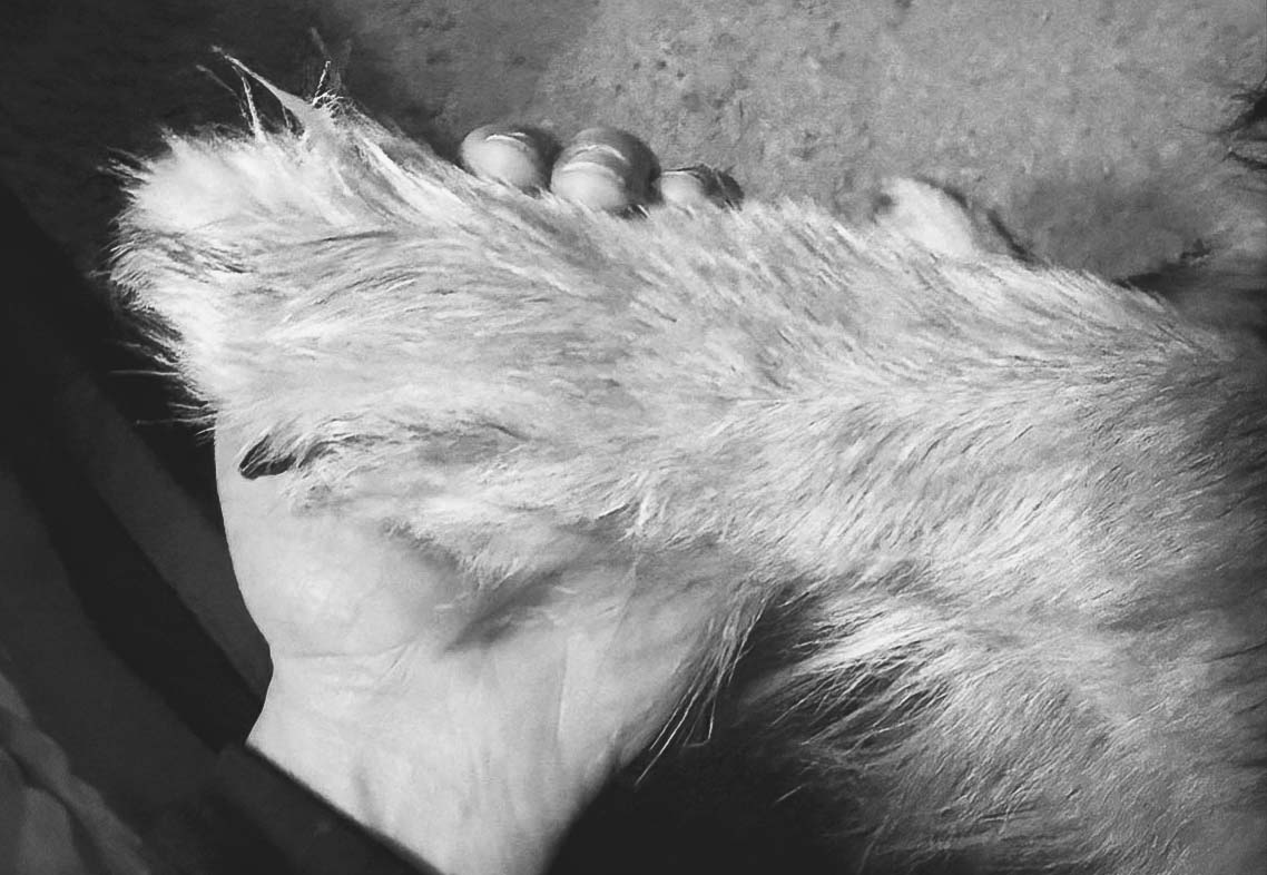 Holly and Benji - Hand and Paw