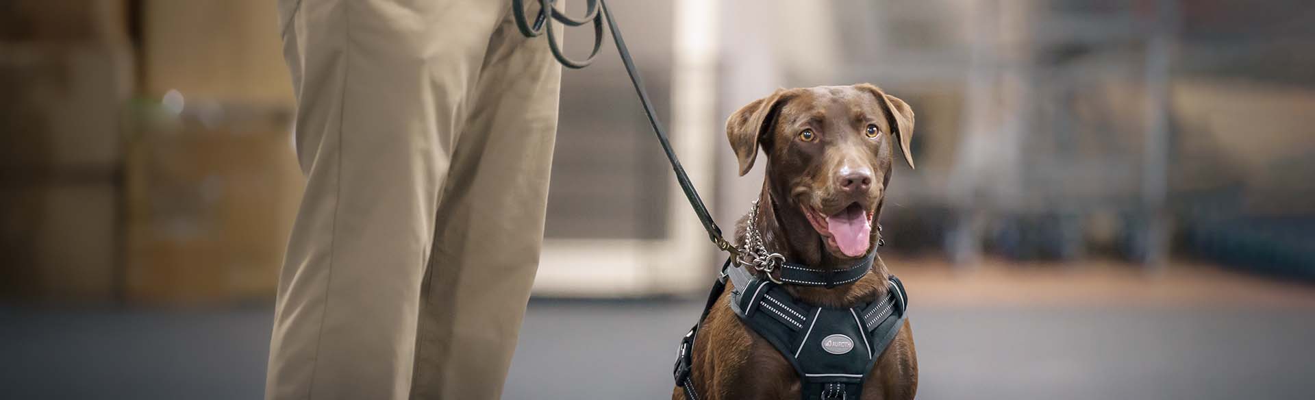 Service dog in training