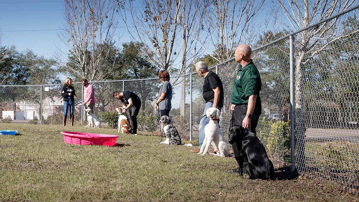 Service dog teams training outdoors