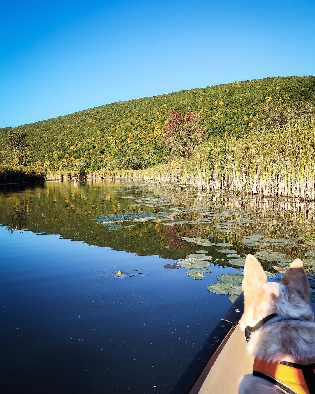 Veteran service dog peaceful canoe