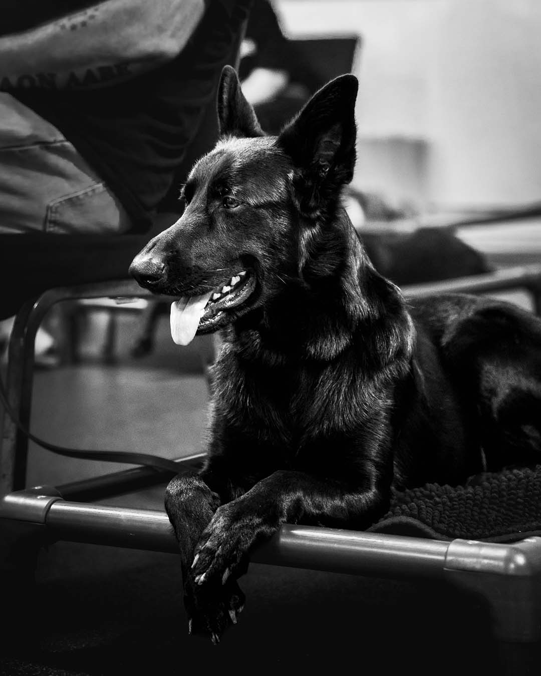 Black German Shepherd Service Dog