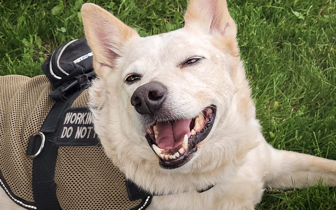 Army Veteran Kurt Carlson Finds Healing Through Glass, Grit, and His Service Dog Wylie