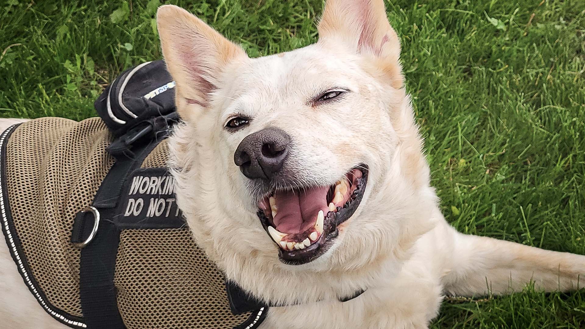 Kurt Carlson, Veteran Service Dog training, Wylie