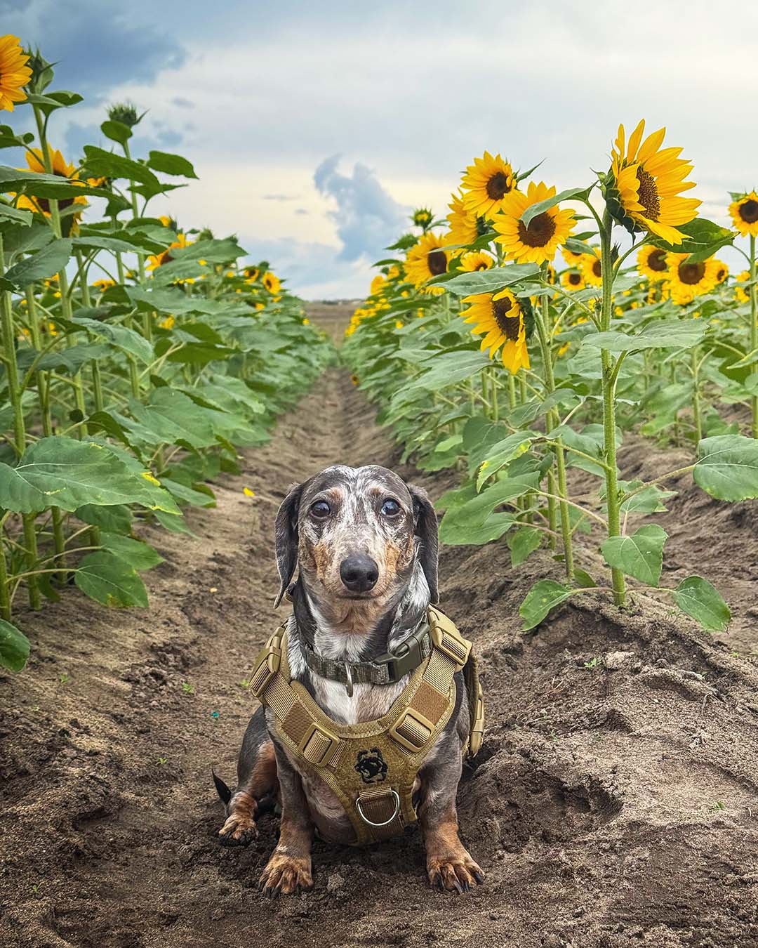 Stitch, the service dachshund, sitting in the sunflowers