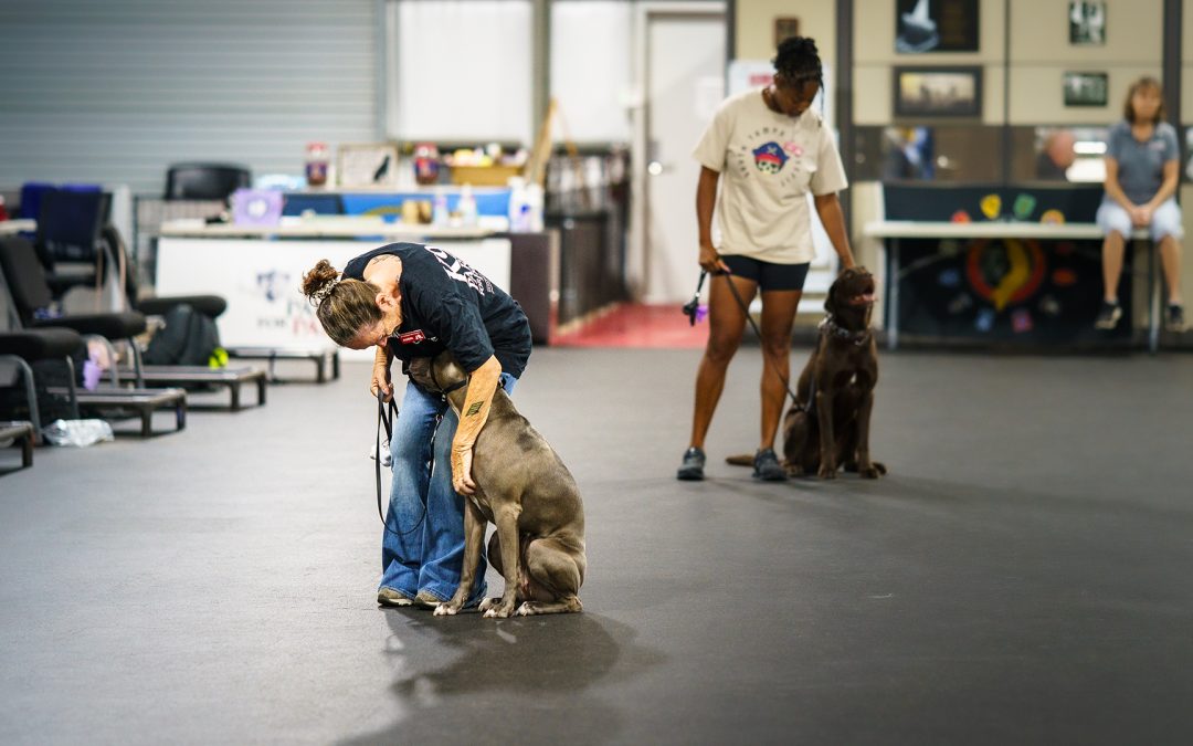 More Than a Dog: Understanding the Investment Behind a Service Dog Team