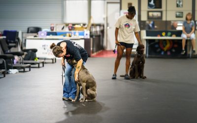 More Than a Dog: Understanding the Investment Behind a Service Dog Team