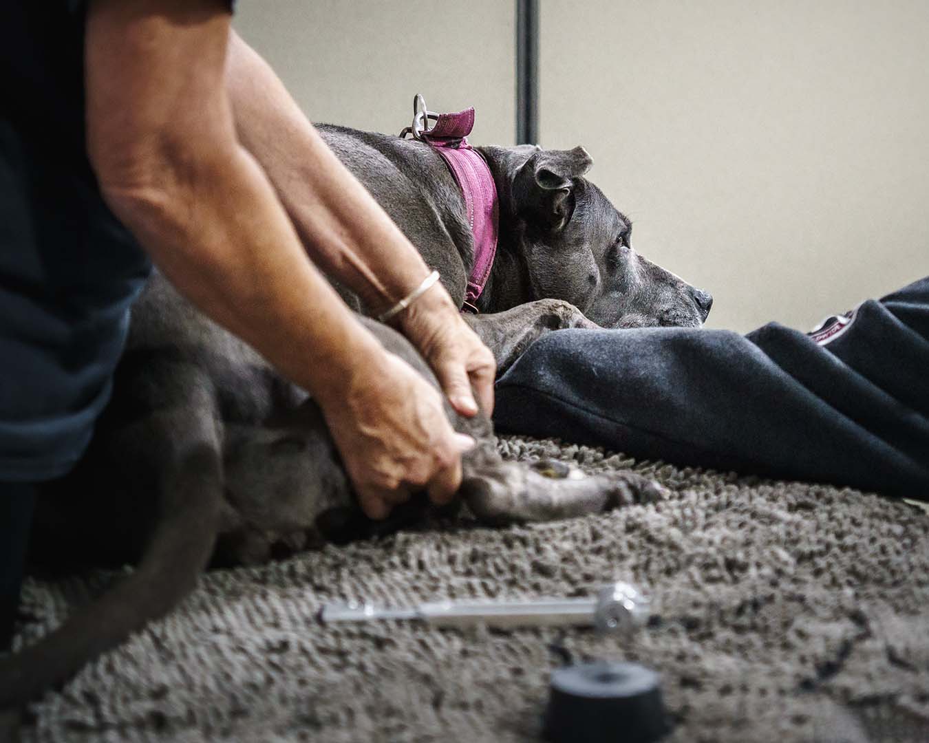 Blue-nose pitbull - K9 Massage Therapy