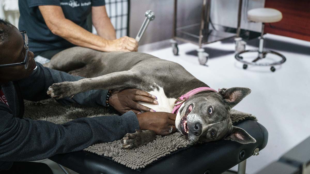 Tuning Fork - K9 Massage